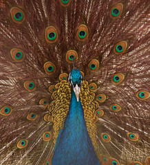 Obraz premium peacock