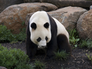 Fototapeta premium panda