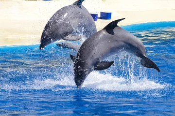 Stof per meter dolfijn spring uit het water in het zwembad © Fernando Cortés