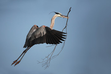 Great Egret In Flight With A Branch