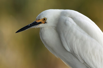 Snowy Egret
