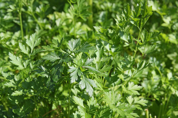 Fototapeta na wymiar Fresh green leaves of a parsley