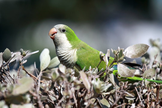 Monk Parakeet