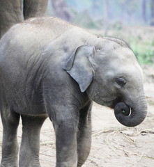 Fototapeta premium Baby elephant