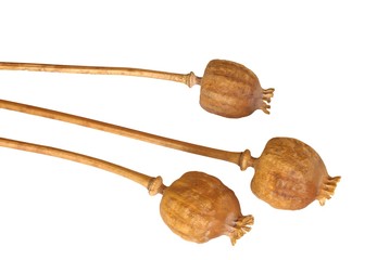 Dry poppy heads isolated on white background