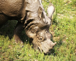 Rhino