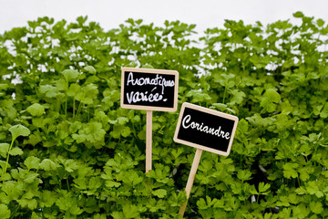 plantes aromatiques : coriandre