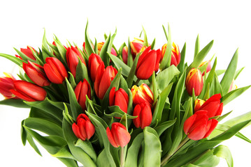 Bouquet of tulip