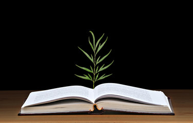 Tree growing from book