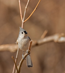 Tufted Titmouse, Baeolophus bicolor