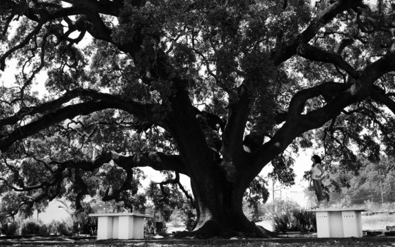 Girl watching the holm oak