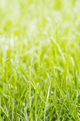 Grass background