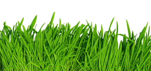 Green grass background, high resolution