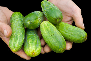 Cucumbers in hands 2