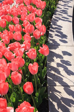 tulipes rouges