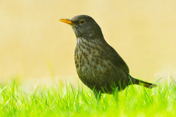 Amsel