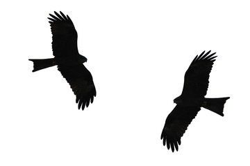 Obraz premium Rohrweihe