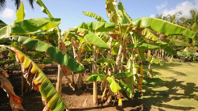banana trees swaying in wind nicaragua central america
