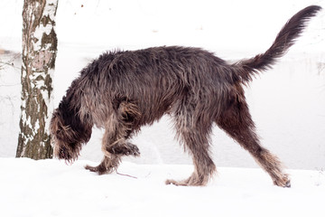 irish   wolfhound