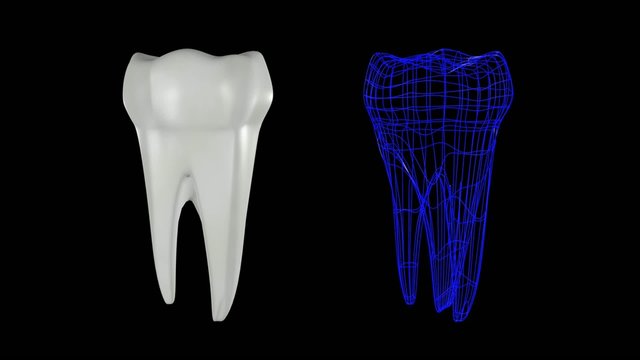 Tooth Construction