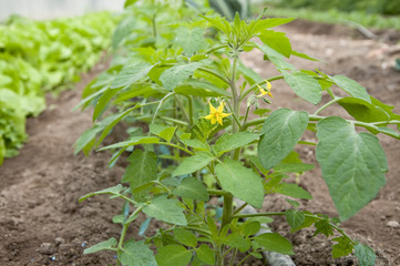 Tomato seedling flower