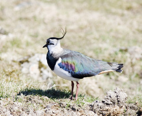 lapwing bird