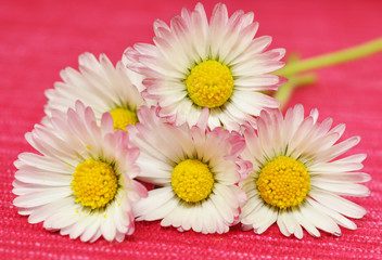 Blumenstrauss © photocrew