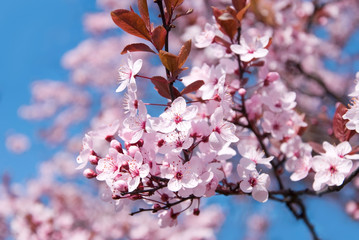 pink berry blossom