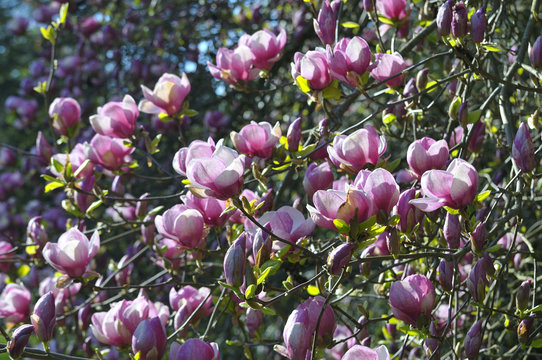 Magnolien
