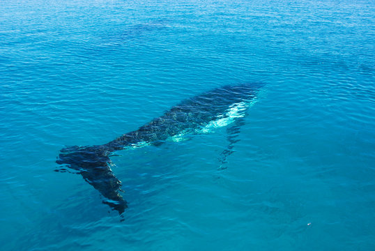 Whale in Australia