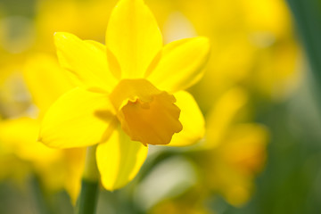 yellow narcissus