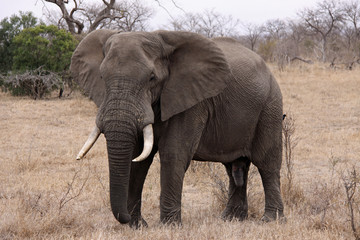 Fototapeta na wymiar Elephant Bull in Timbavati