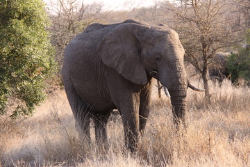 Elephant in Bush