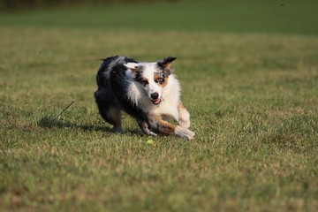 Australian Shepherd