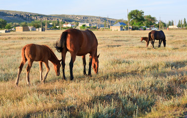 Horses on meadow