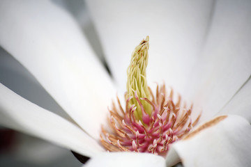 Obraz premium Magnolie Makro