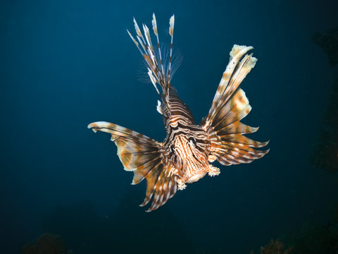 Lionfish closeup picture