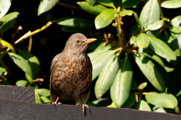 Amsel