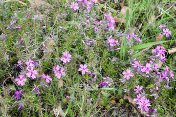 Obraz premium Closeup of a bunch of moss pink flowers growing in grass