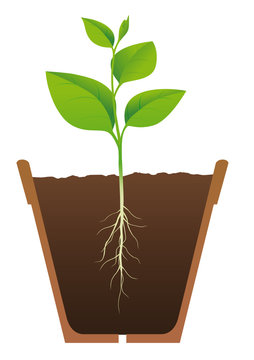 Pianta con radice in vaso