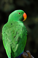 grand eclectus ,eclectus roratus © loflo