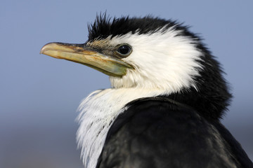 cormoran pie,phalacrocorax melanoleucos