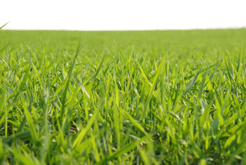 Field of grass