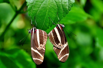 Naklejka premium Mating Zebra Longwing Butterflies