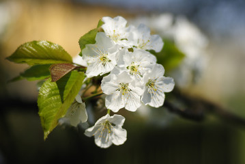 Flower Cherry Blossom