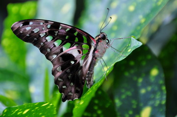 The Tailed Jay