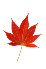 Maple leaf