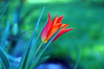 tulip