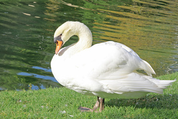 White swan