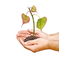 Fototapeta na wymiar tree seedling in hands as a symbol of nature protection